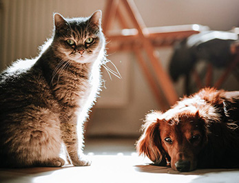 chien et chat